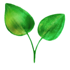 צמחי פלמינגו